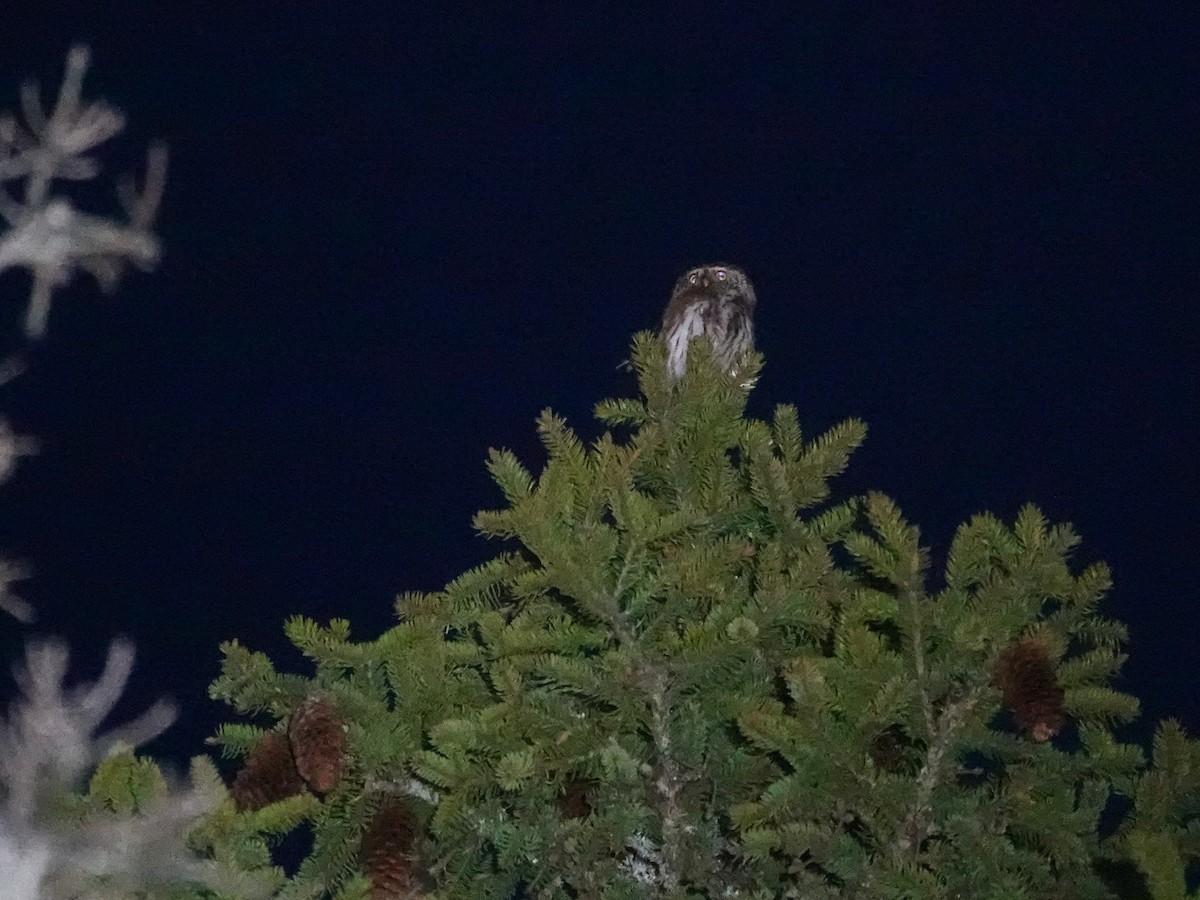 Eurasian Pygmy-Owl - ML637924325