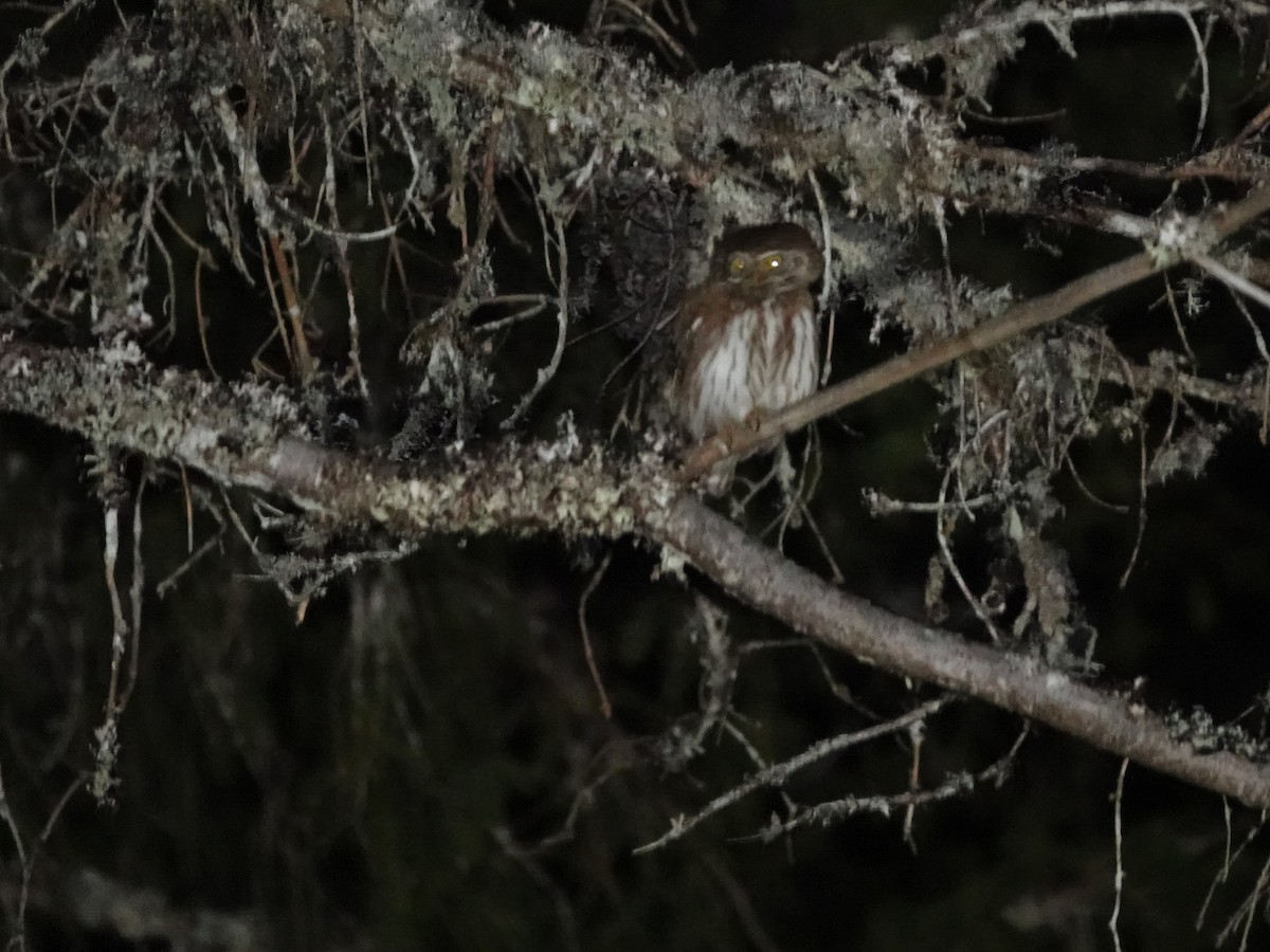 Eurasian Pygmy-Owl - ML637924326