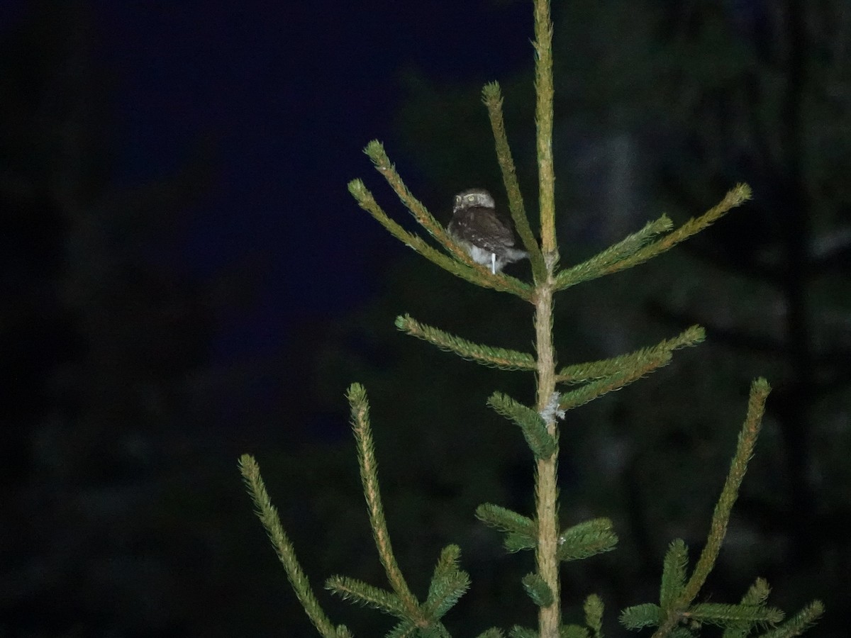 Eurasian Pygmy-Owl - ML637924328