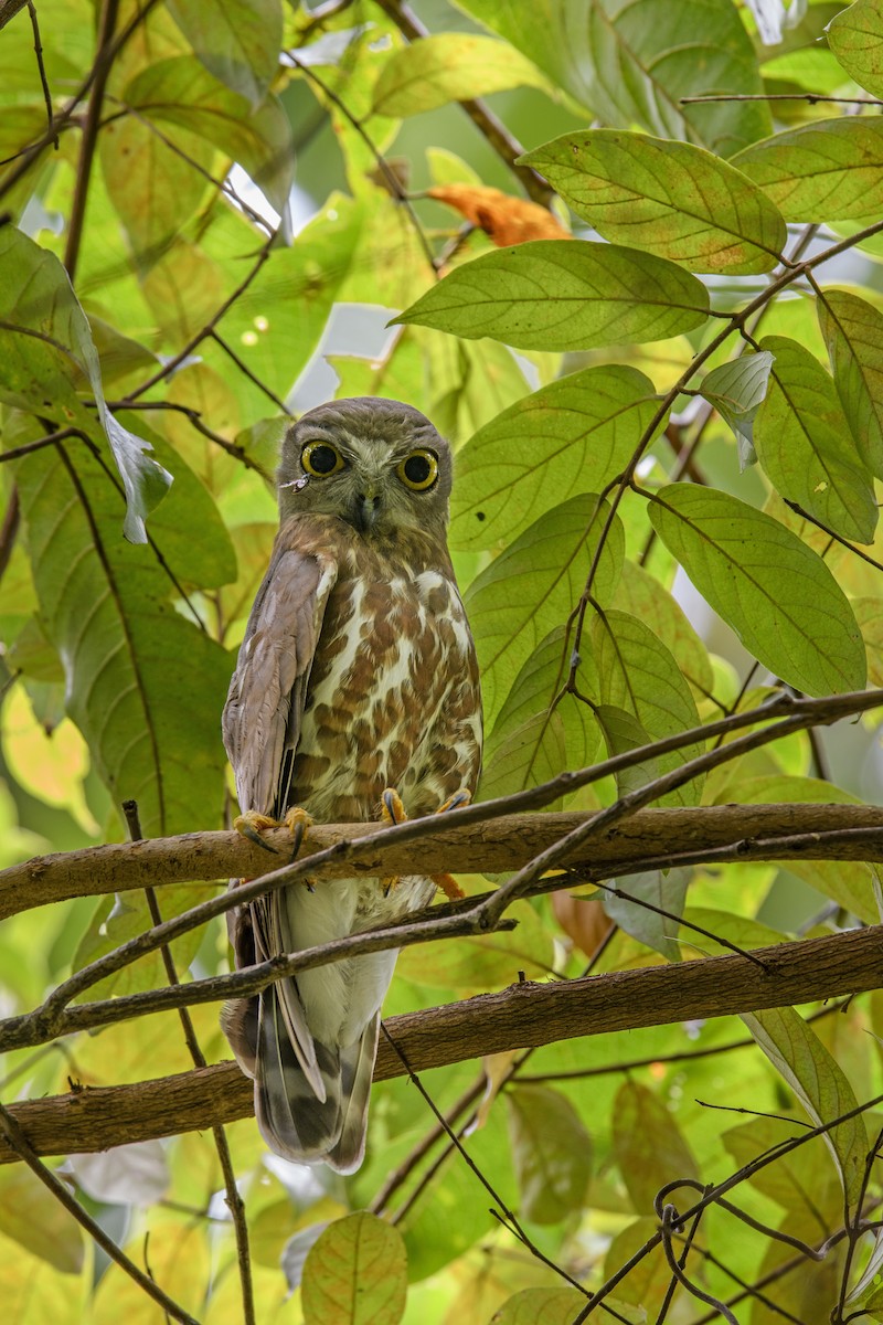 Brown Boobook - ML637924373