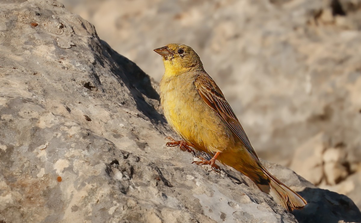 Cinereous Bunting (Yellow-bellied) - ML637924397