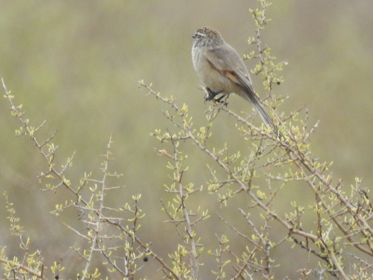 Plain-mantled Tit-Spinetail - ML637924401