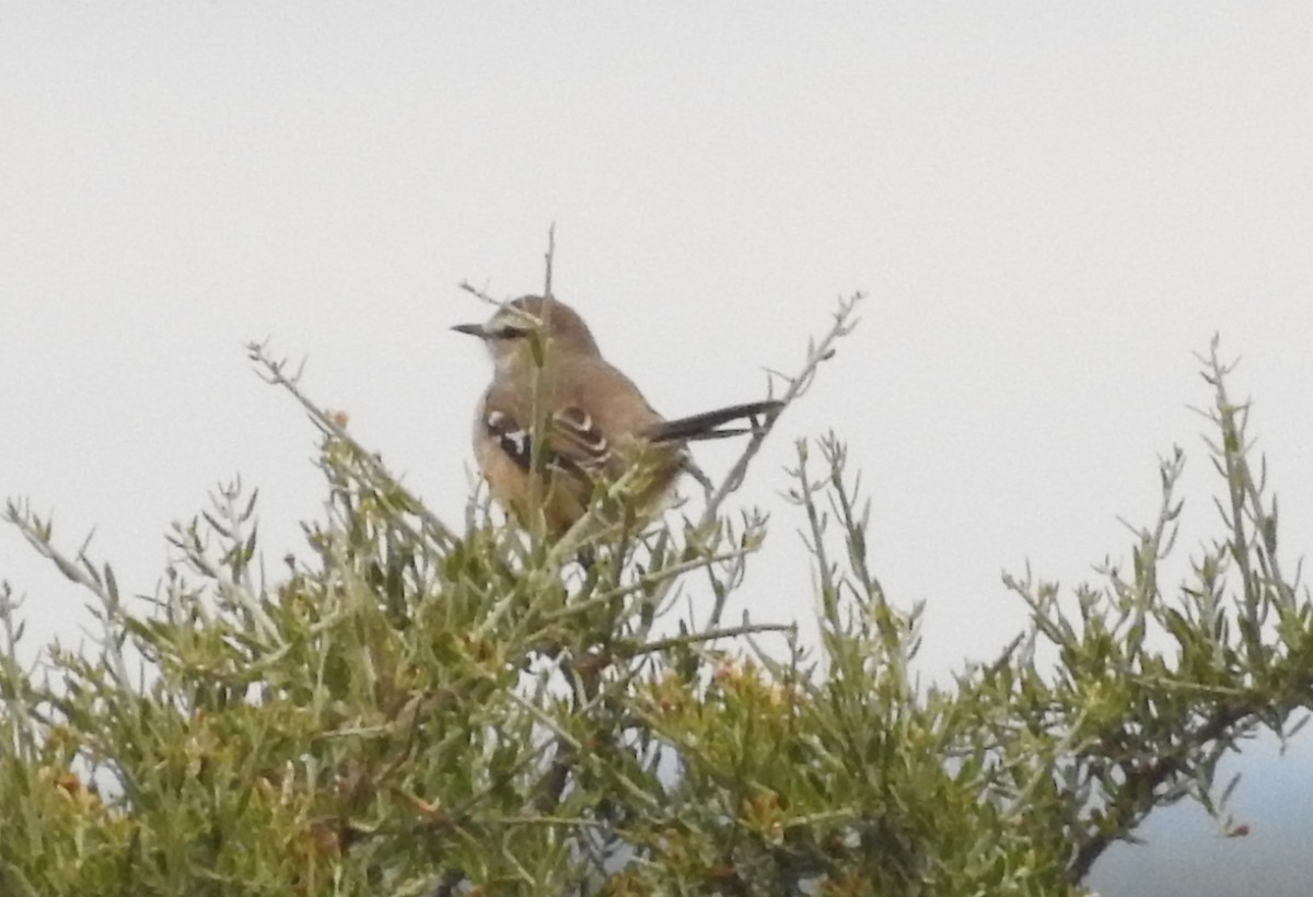 Patagonian Mockingbird - ML637924412