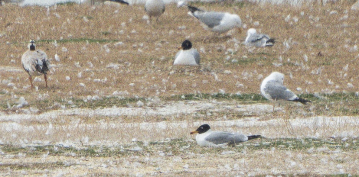 Pallas's Gull - ML637924422