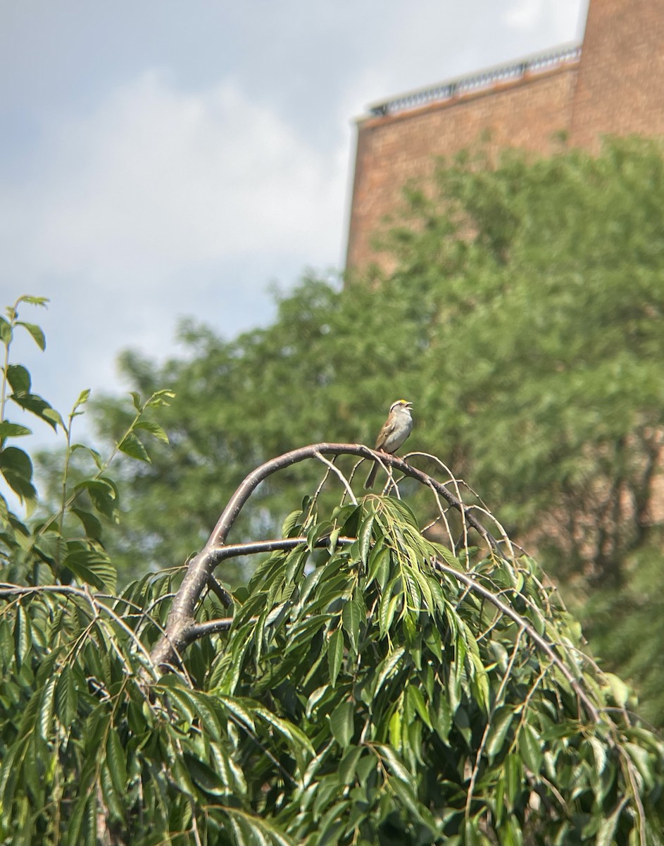 White-throated Sparrow - ML637924430
