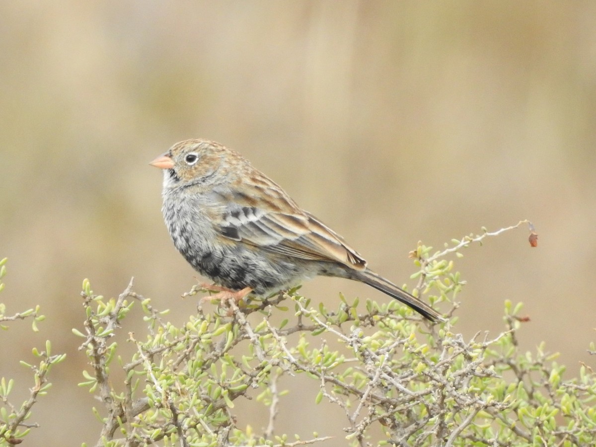 Carbonated Sierra Finch - ML637924431