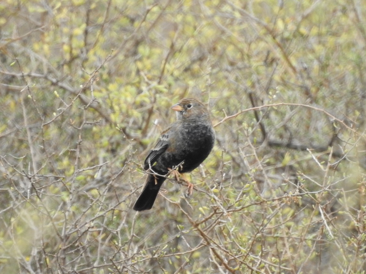 Carbonated Sierra Finch - ML637924432