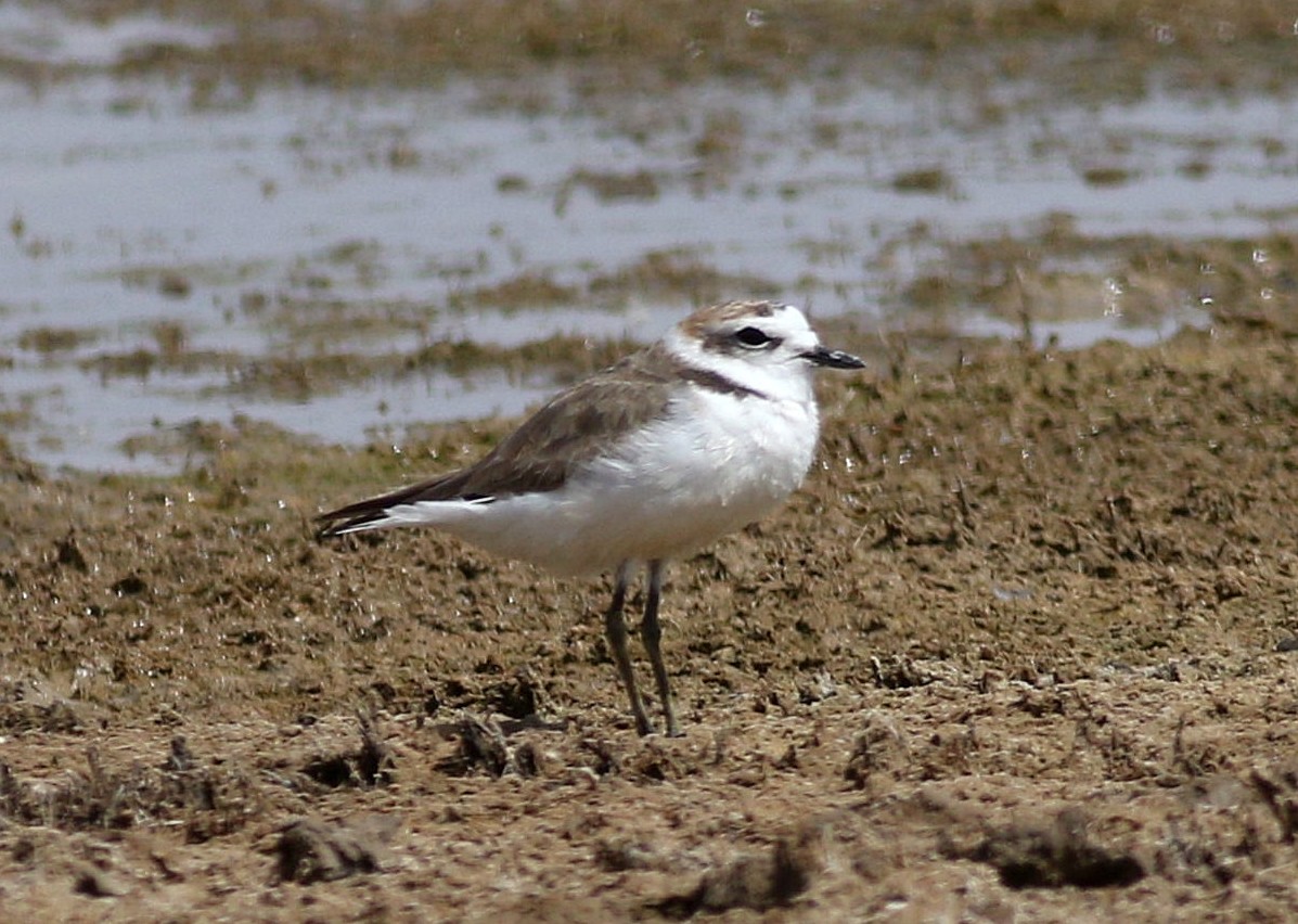 kulík mořský - ML637924478
