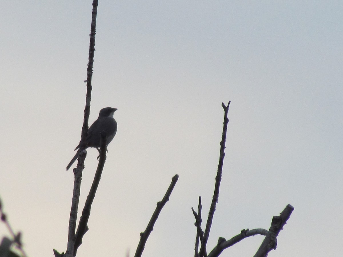 Diuca Finch - ML637924489