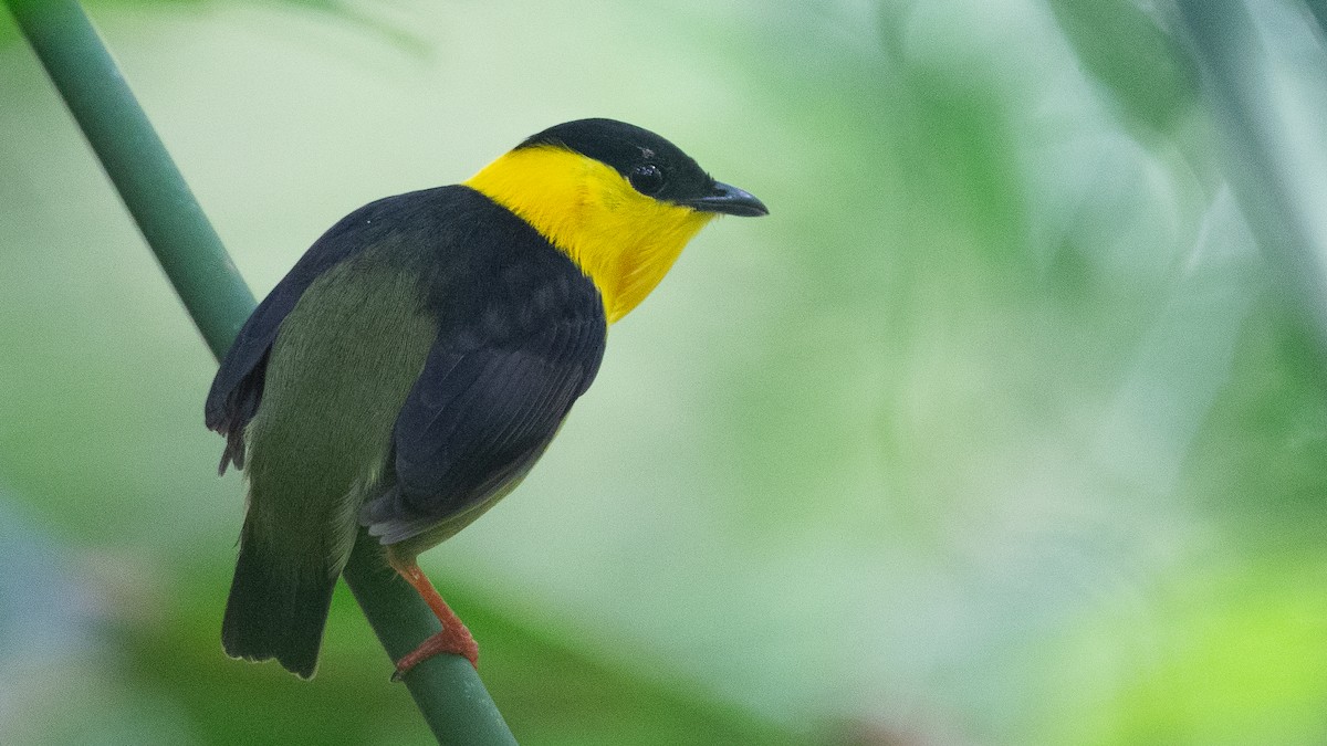 Golden-collared Manakin - ML637924577