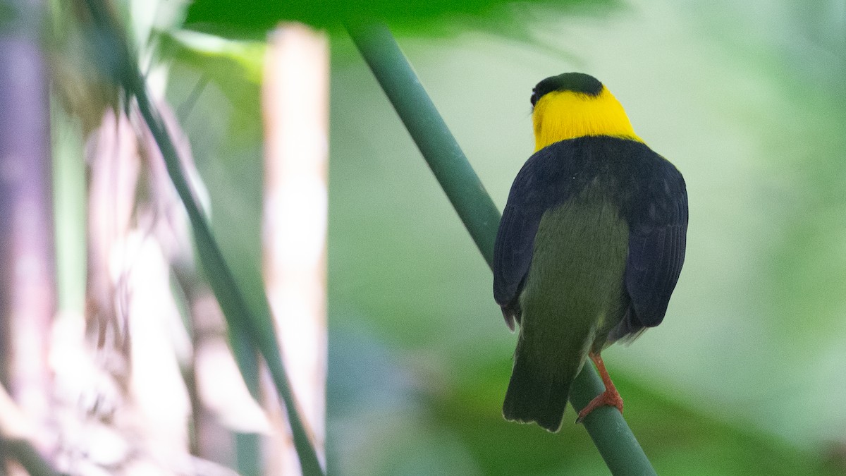 Golden-collared Manakin - ML637924578