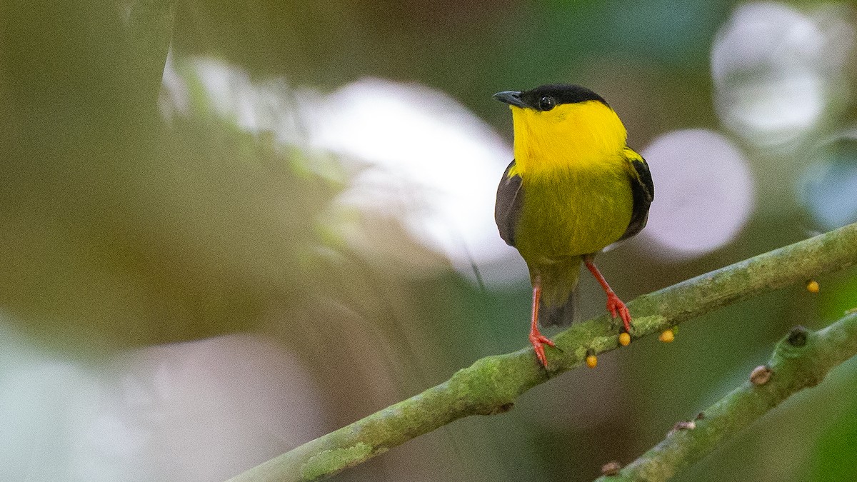 Golden-collared Manakin - ML637924579