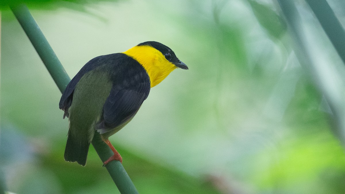 Golden-collared Manakin - ML637924581