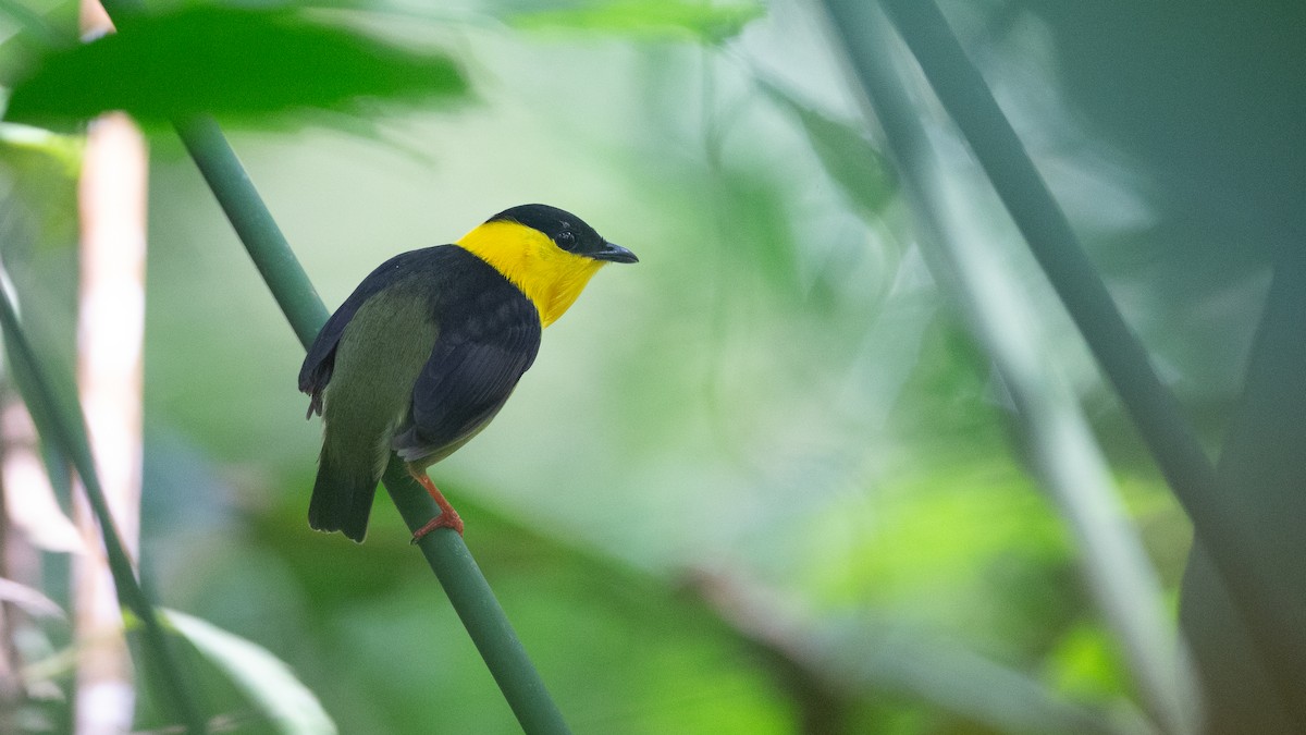 Golden-collared Manakin - ML637924582