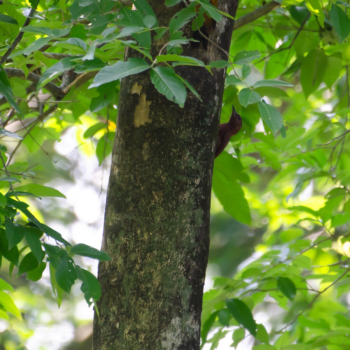 Rufous Woodpecker - ML637924593
