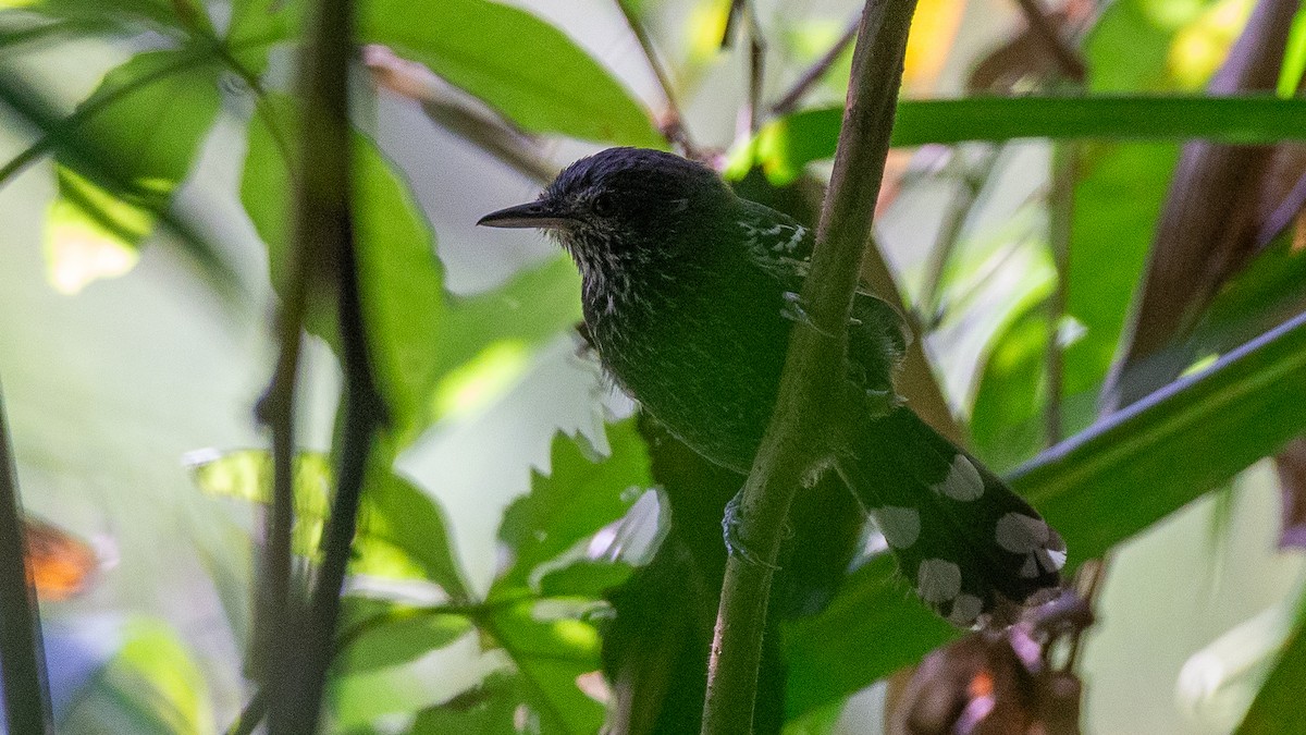 Jet Antbird - ML637924595