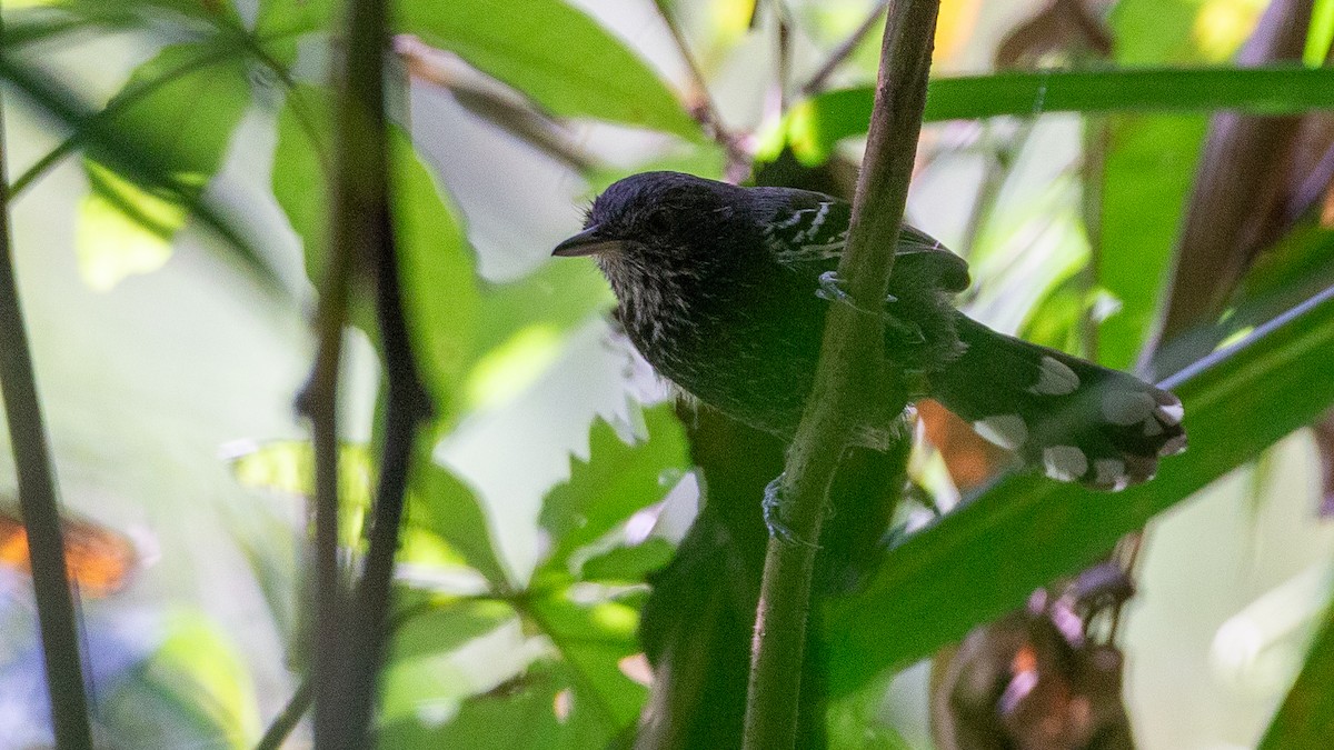 Jet Antbird - ML637924596