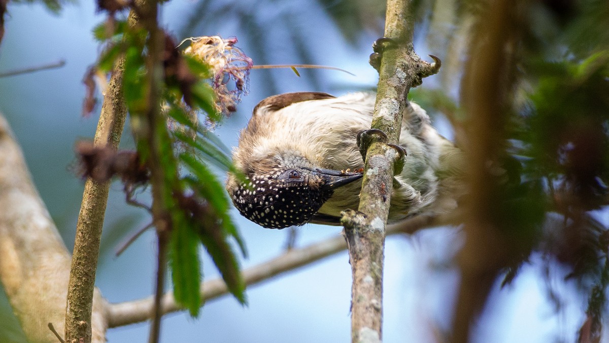Grayish Piculet - ML637924612