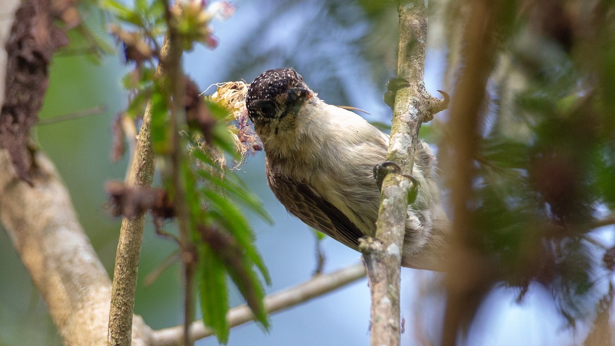 Grayish Piculet - ML637924613