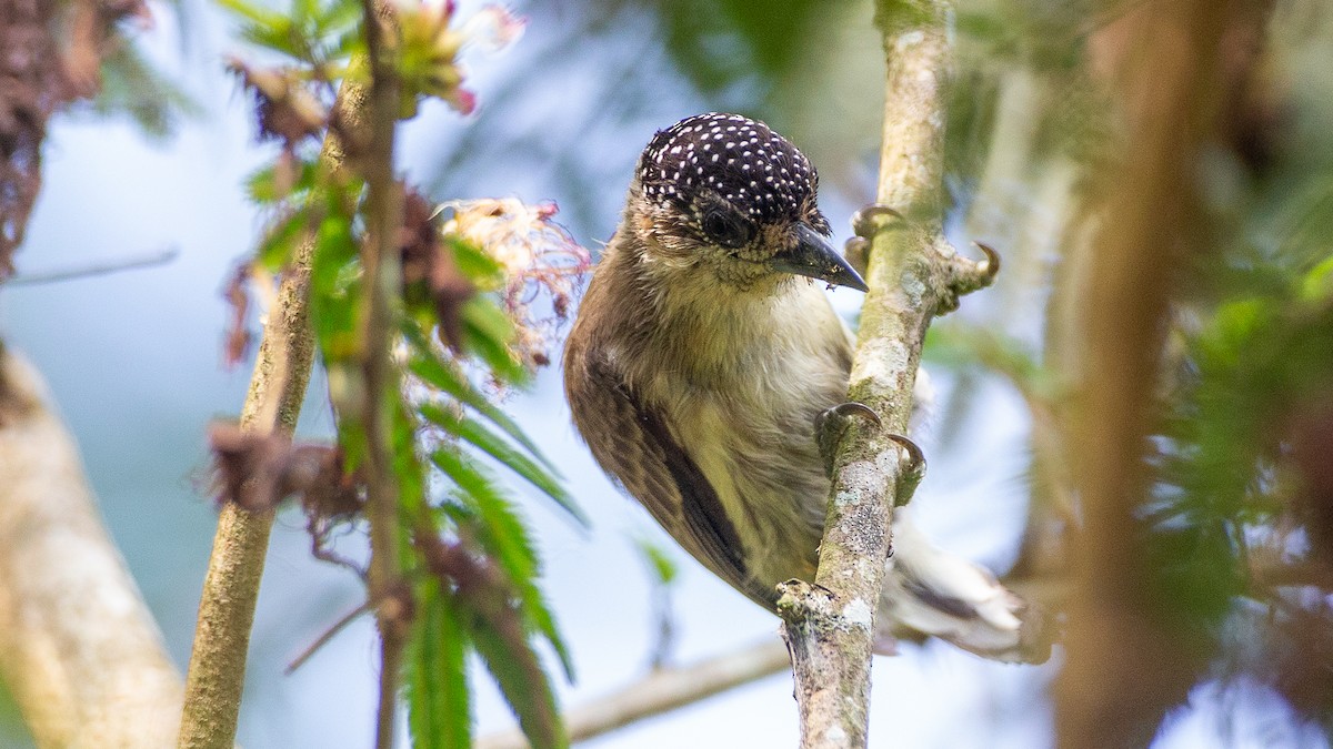 Grayish Piculet - ML637924614