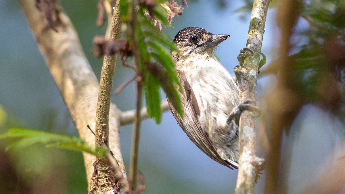 Grayish Piculet - ML637924615