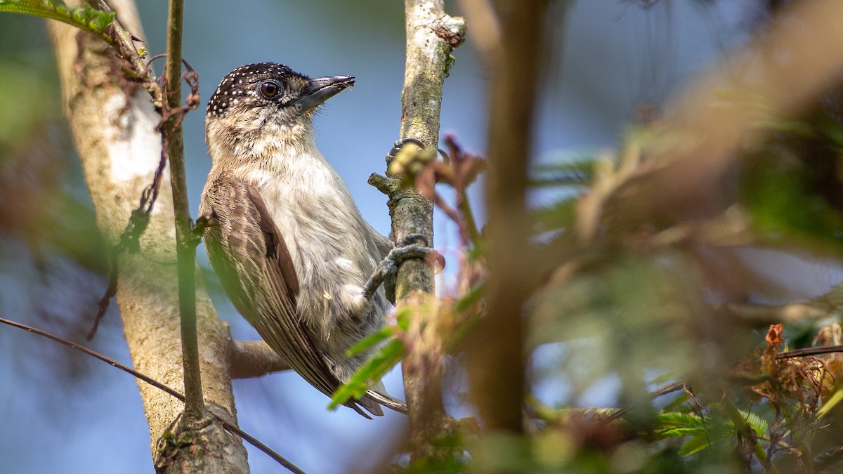 Grayish Piculet - ML637924616