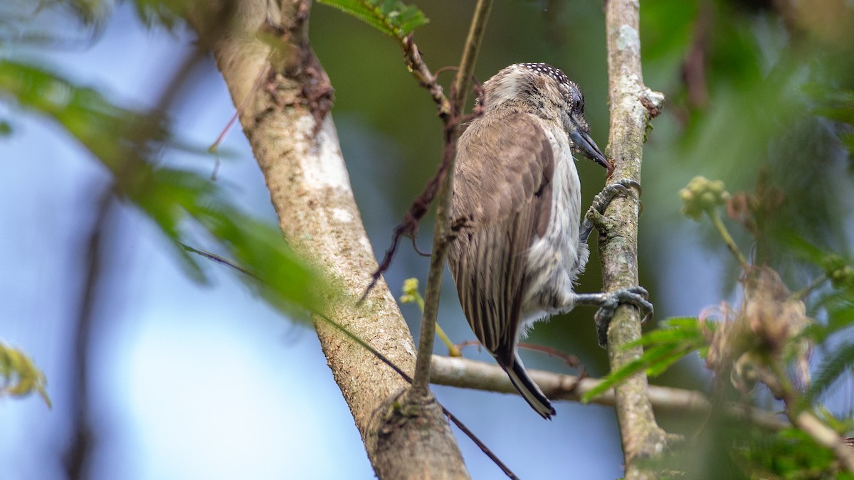 Grayish Piculet - ML637924617