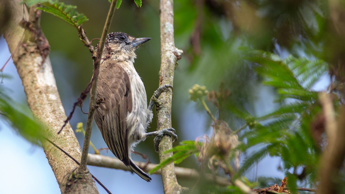 Grayish Piculet - ML637924618
