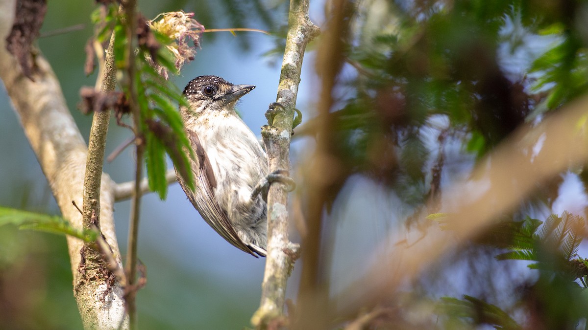 Grayish Piculet - ML637924619