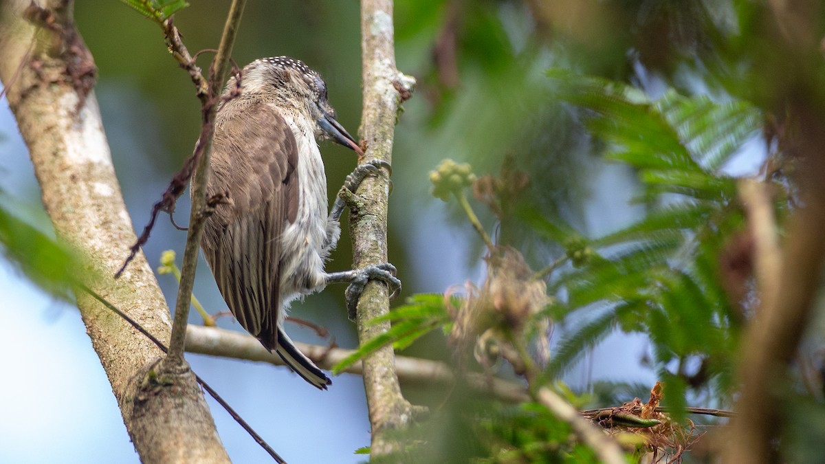 Grayish Piculet - ML637924620