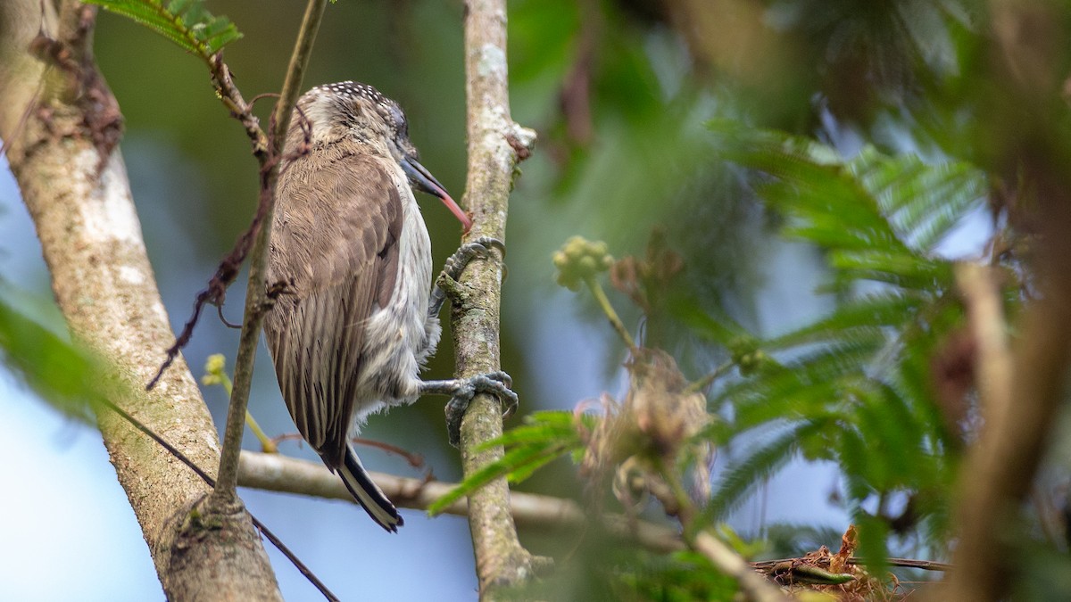 Grayish Piculet - ML637924621