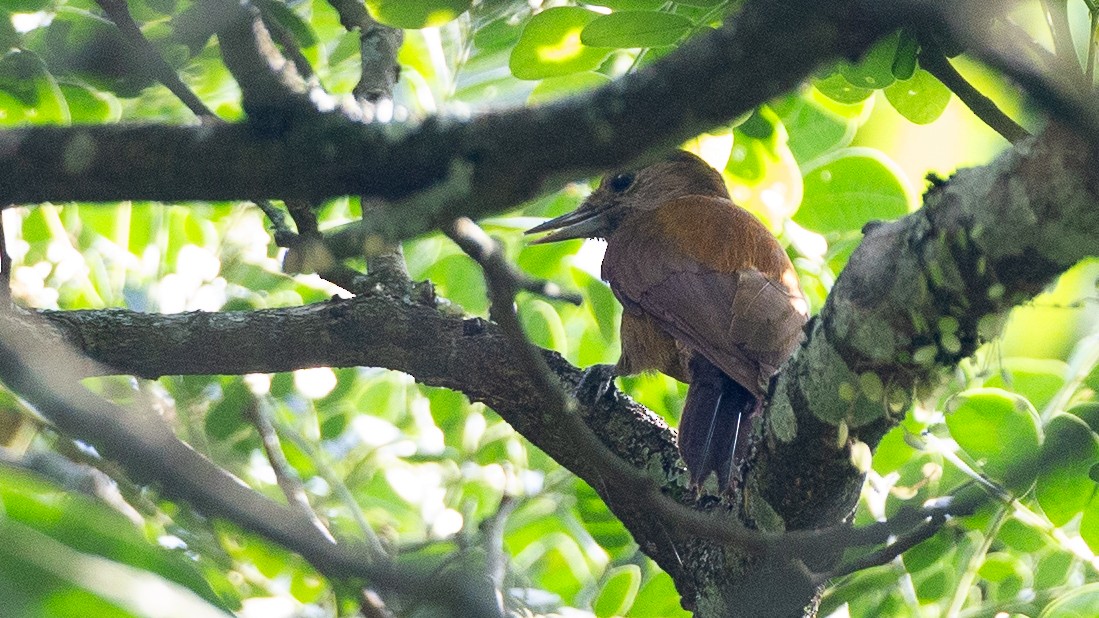 Smoky-brown Woodpecker - ML637924623