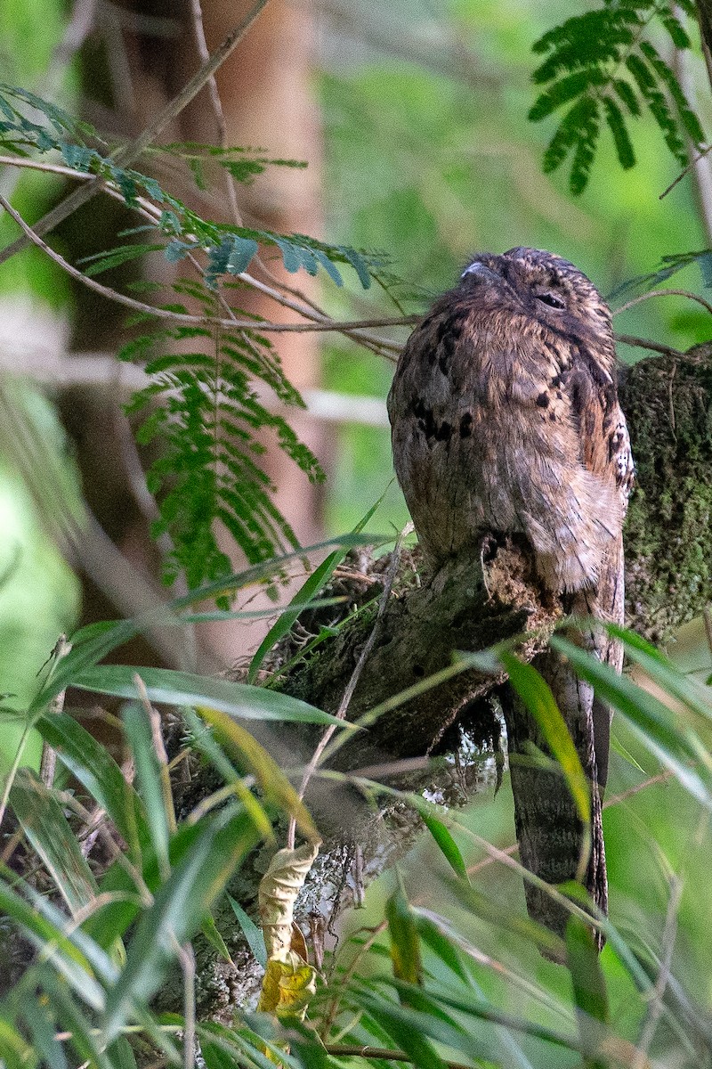 Common Potoo - ML637924627