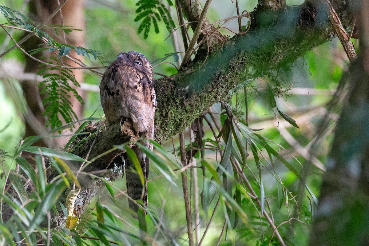 Common Potoo - ML637924628