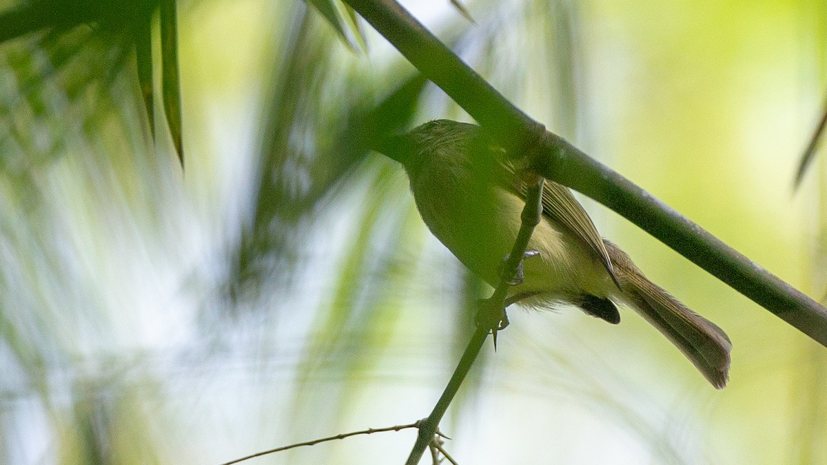 Yellow-olive Flatbill (asemus) - ML637924632