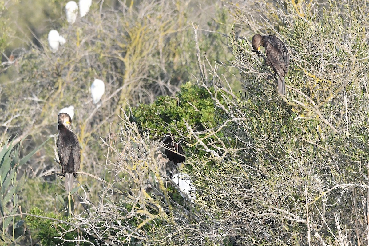 Great Cormorant - ML637924635
