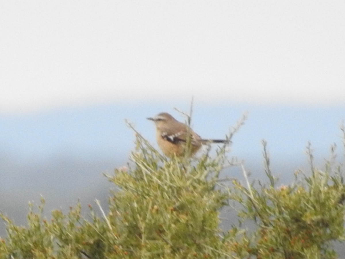 Patagonian Mockingbird - ML637924666