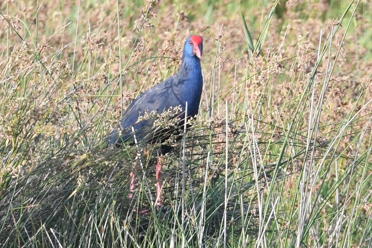 Western Swamphen - ML637924674