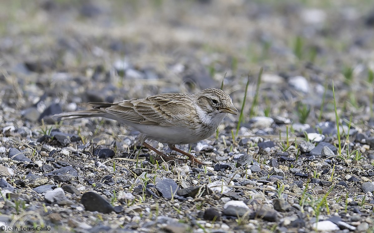 Asian Short-toed Lark - ML637924677
