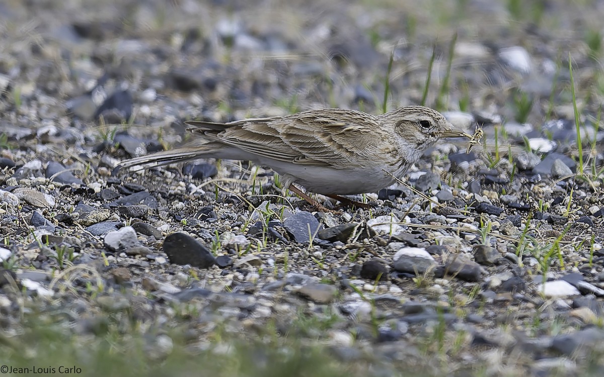 Asian Short-toed Lark - ML637924682