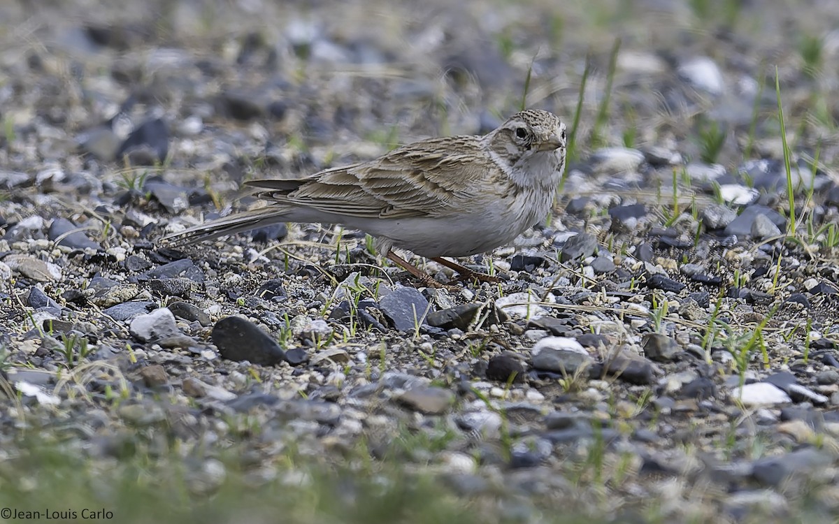 Asian Short-toed Lark - ML637924683