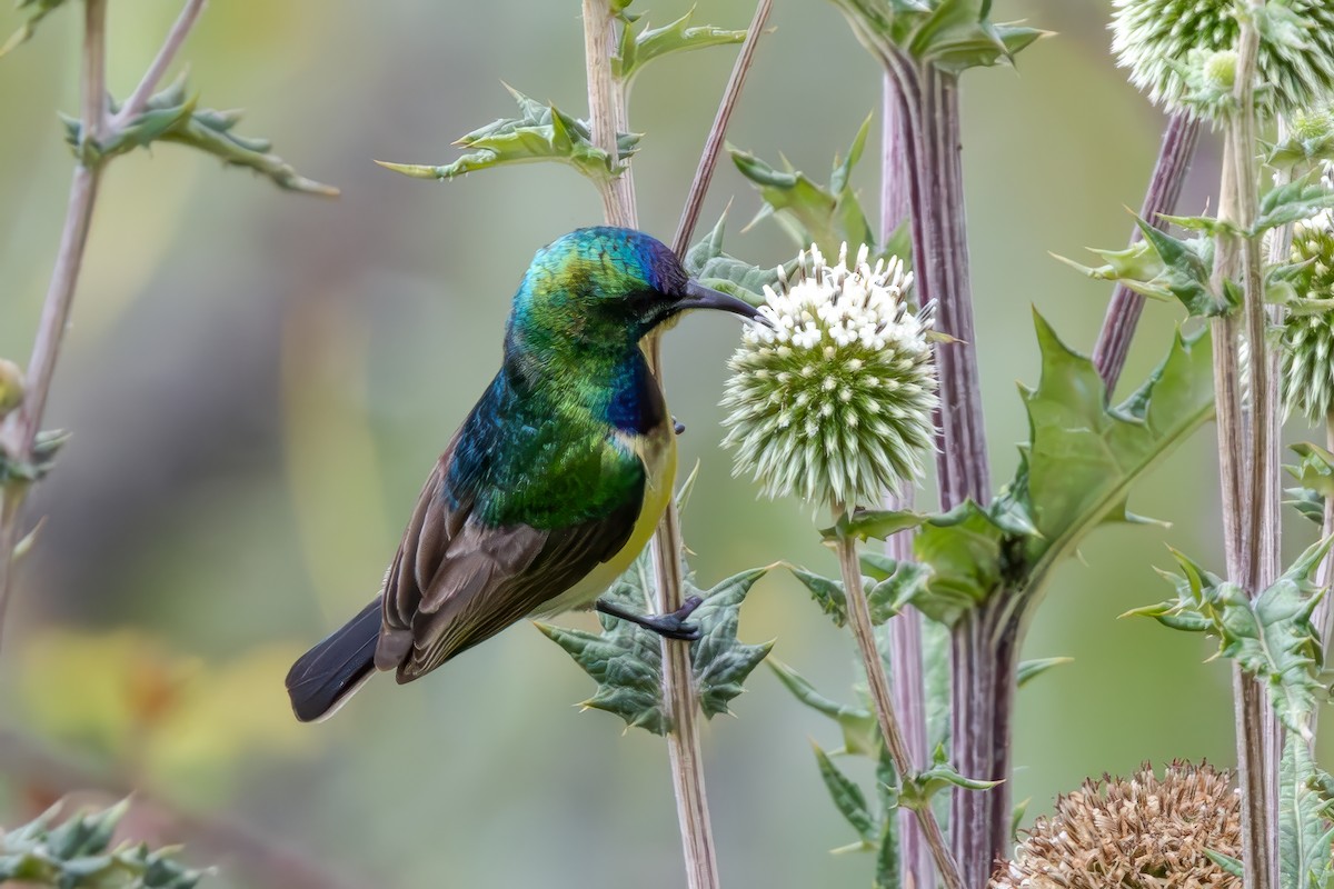 Variable Sunbird (Yellow-bellied) - ML637924684
