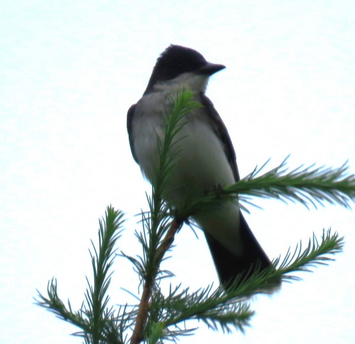 Eastern Kingbird - ML637924737