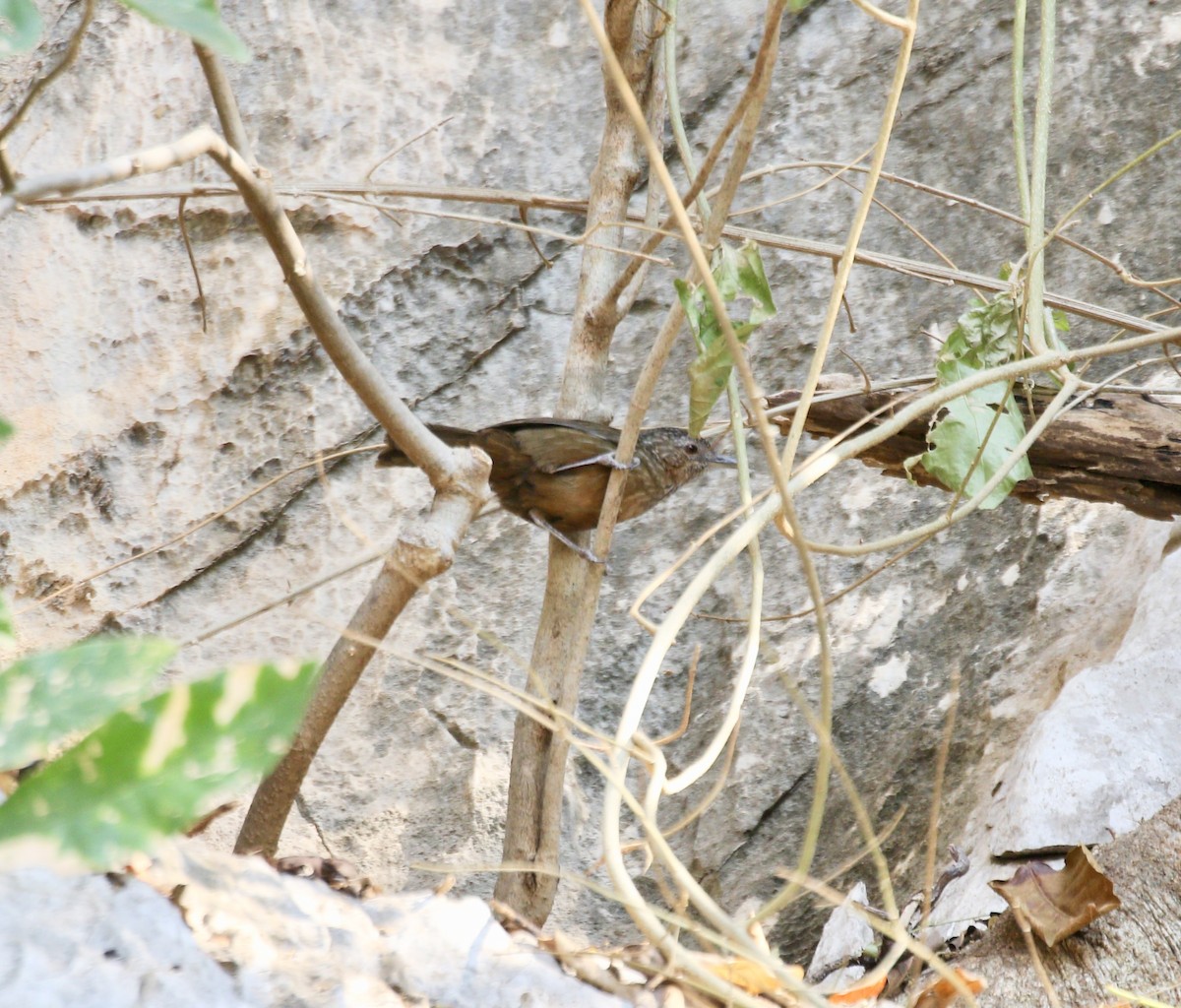 Rufous Limestone Babbler - ML637924781