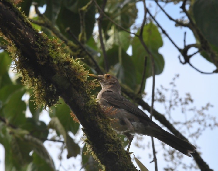 Ecuadorian Thrush - ML637924805