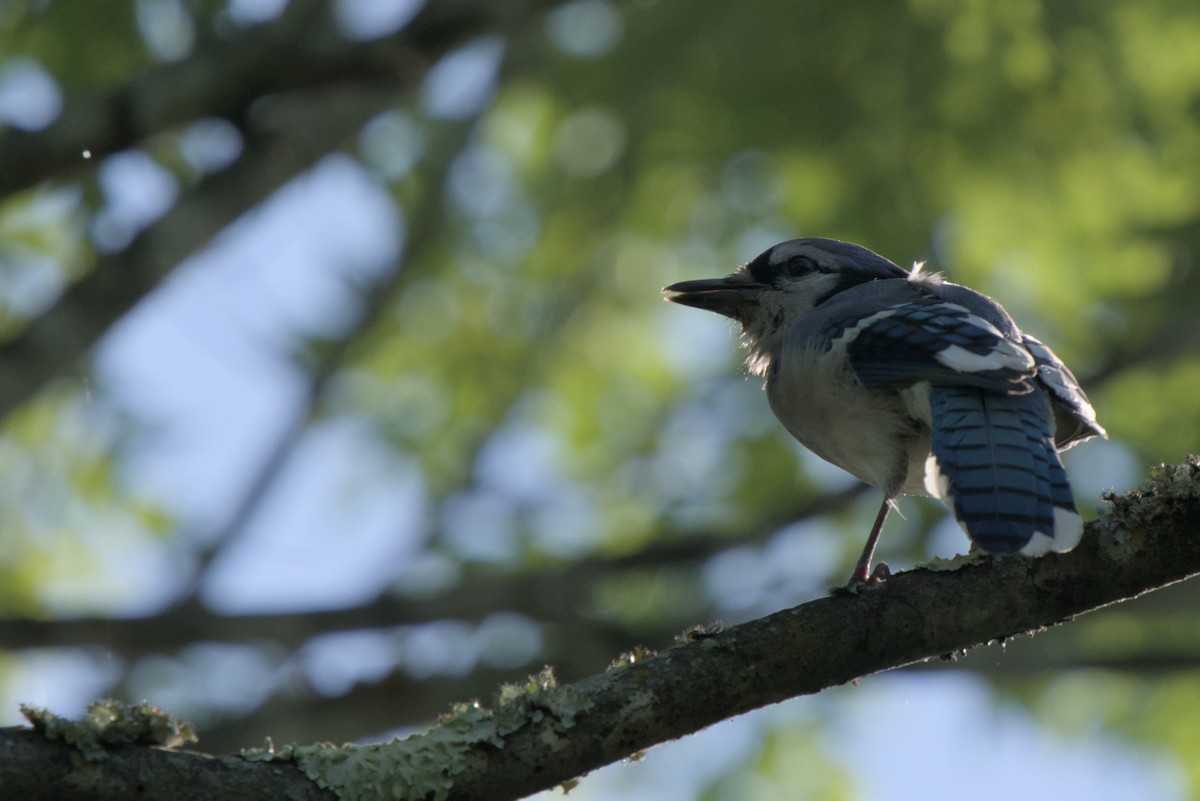 Blue Jay - ML637924850