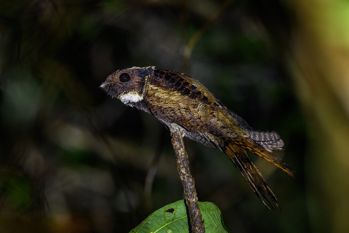 Great Eared-Nightjar - ML637924876
