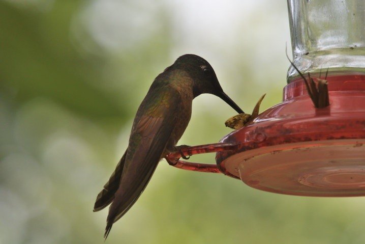 Fawn-breasted Brilliant - ML637924902