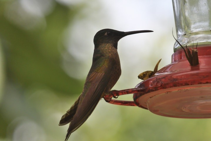 Fawn-breasted Brilliant - ML637924916