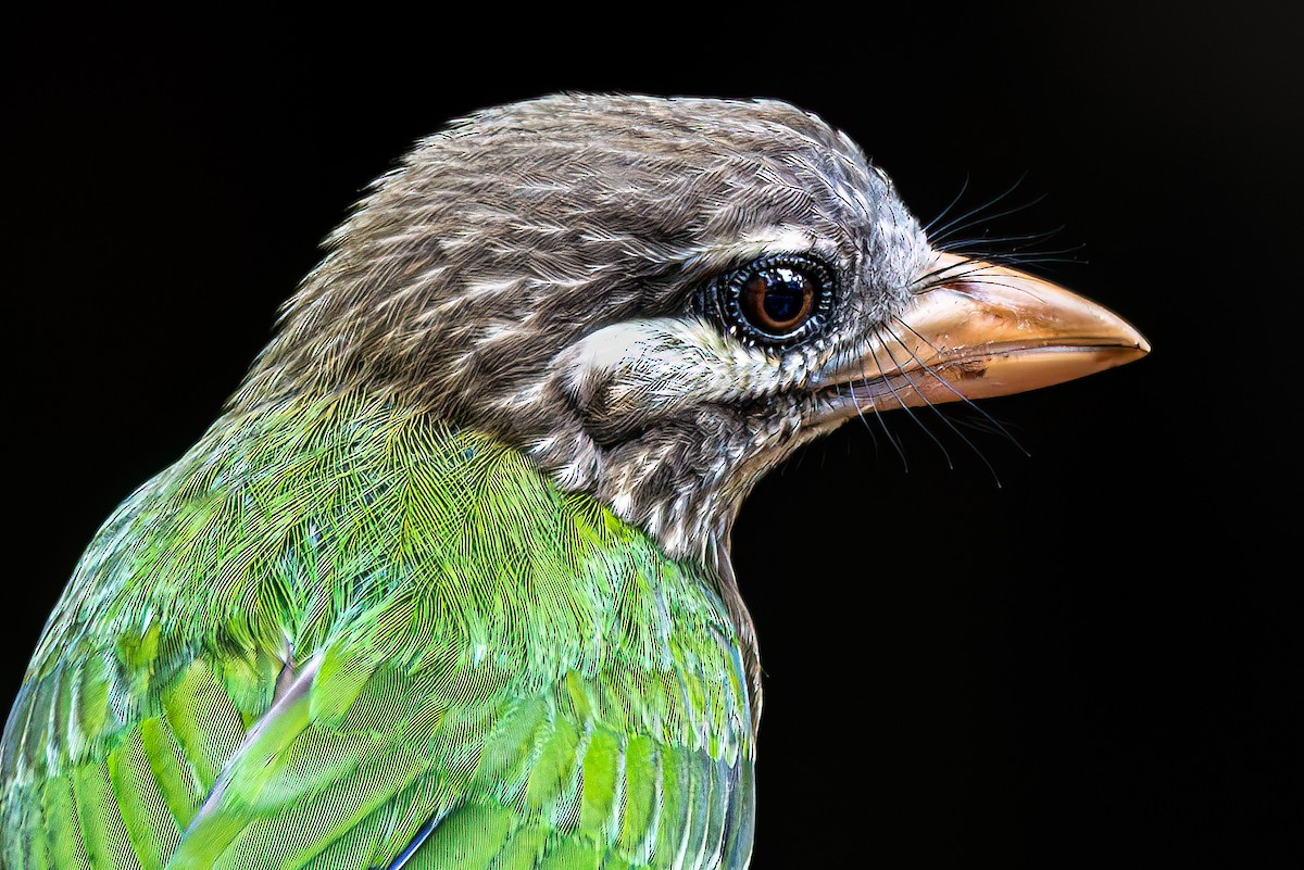 White-cheeked Barbet - ML637925009